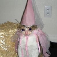 Киця Плаксійка на we.ua