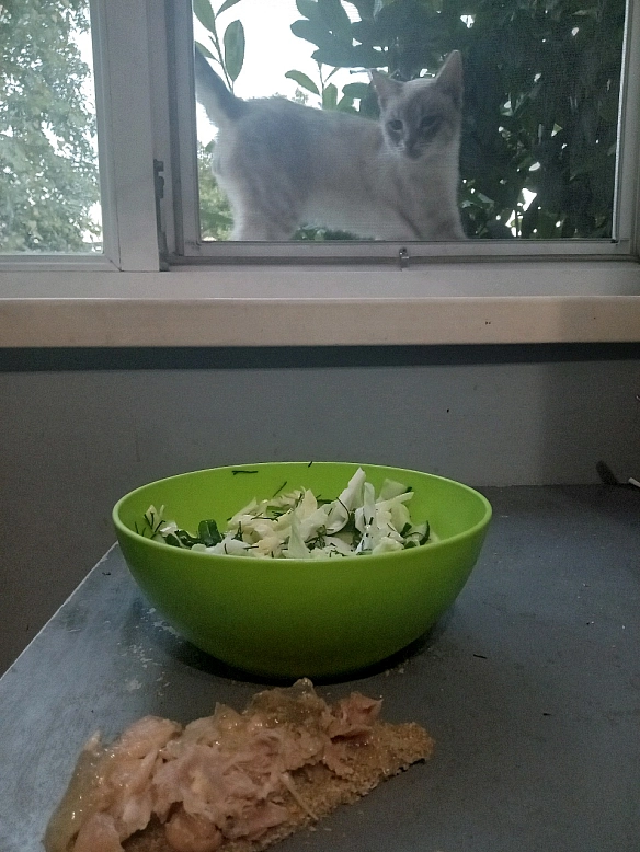 Жити з котом, це... - Emelli UA on we.ua