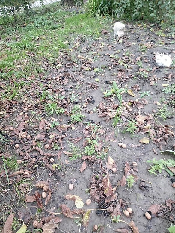 Врожай горіхів, цікаво хто їх їсти буде) - Village UA on we.ua