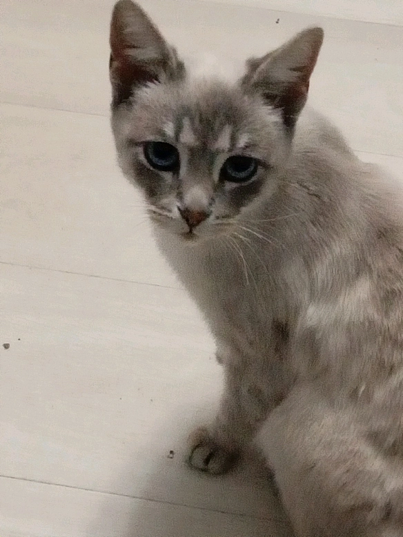 Всім привіт, я Кушка і тепер цей акаунт мій! Терміново запускаємо петицію 