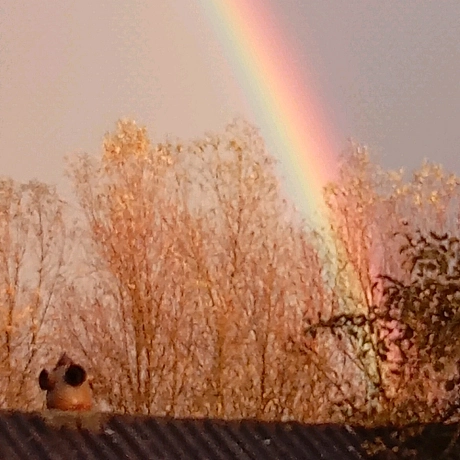Веселка, щей подвійна) - Village UA on we.ua
