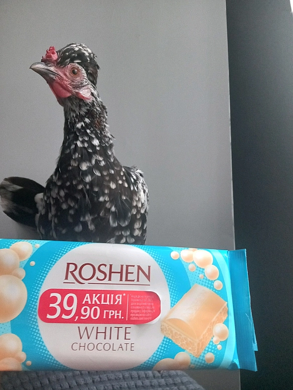 Цю красуню звуть Шоколадка. На фото вона в порівнянні зі справжньою плиткою шоколаду) - Village UA on we.ua