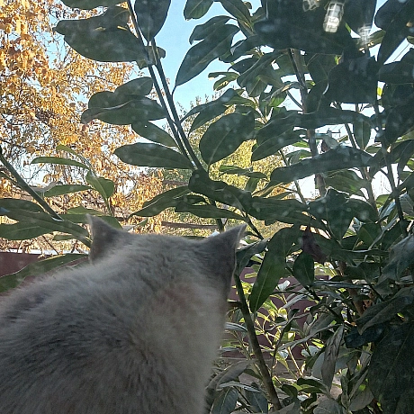 Образився, бо на вікні сітка) - Village UA on we.ua