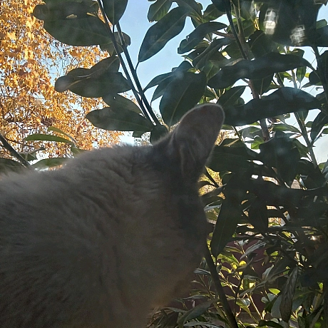 Образився, бо на вікні сітка) - Village UA on we.ua