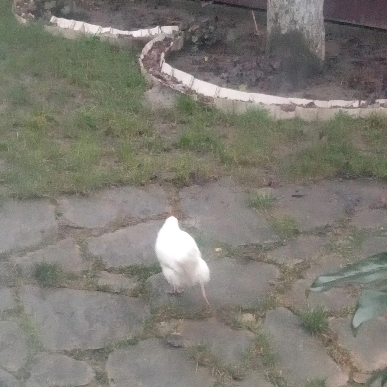 Динозавр на волі! - Village UA on we.ua