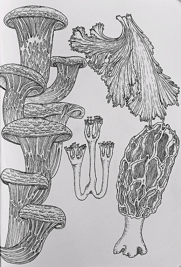 Сторінка скетчбуку з осінніми грибочками🍂🍄‍🟫🍁#украрт #скетчбук - Myro Slava on we.ua