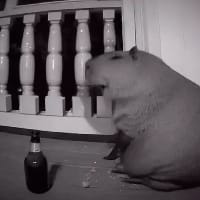 Ver Elsner на we.ua