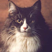 Михайло Кіт на we.ua