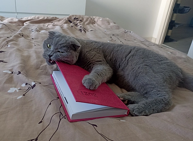 🐱 - Sherlock Cat на we.ua