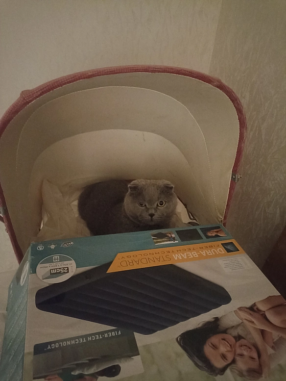 🐱 - Sherlock Cat на we.ua