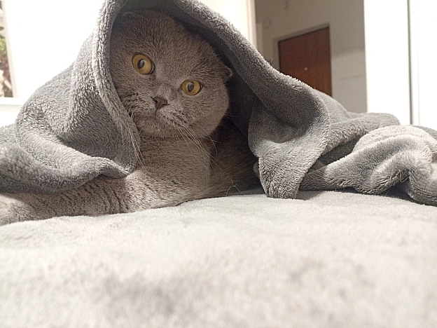🐱 - Sherlock Cat на we.ua