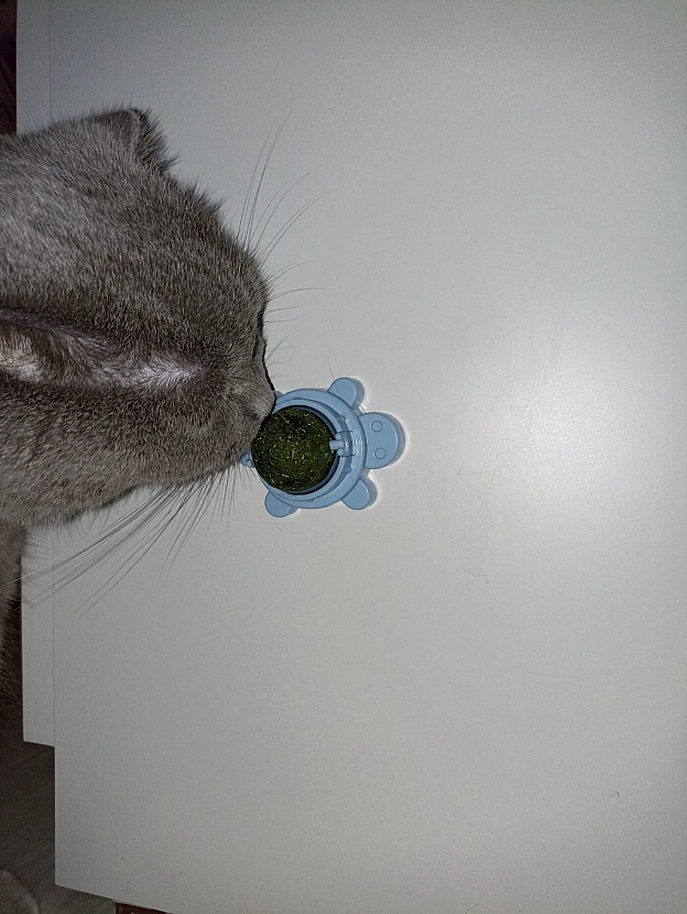 😸 - Sherlock Cat на we.ua
