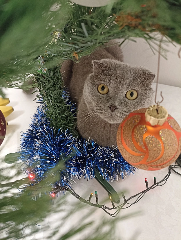 😸🎄❄️ - Sherlock Cat на we.ua