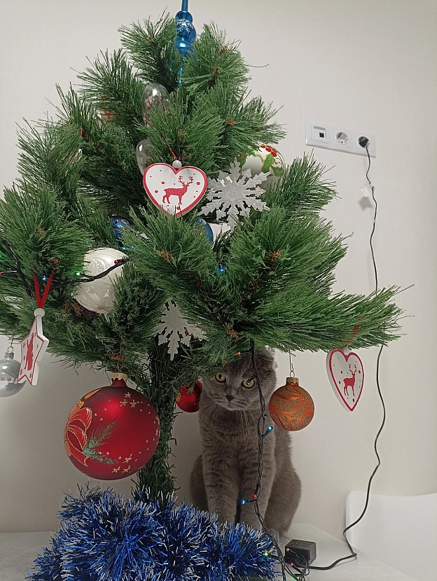 😸🎄❄️ - Sherlock Cat на we.ua