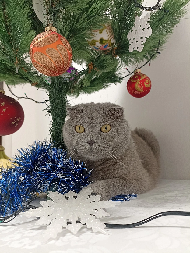 😸🎄❄️ - Sherlock Cat на we.ua