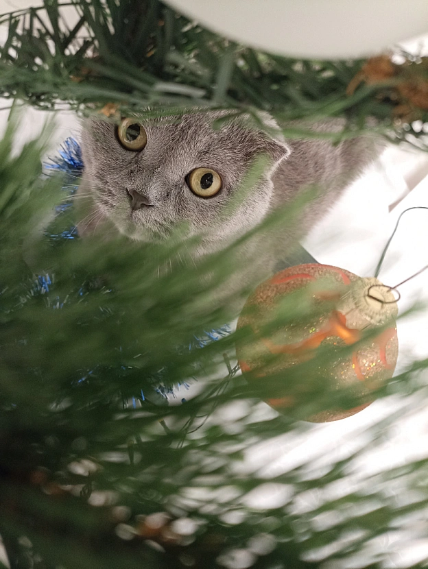 😸🎄❄️ - Sherlock Cat на we.ua