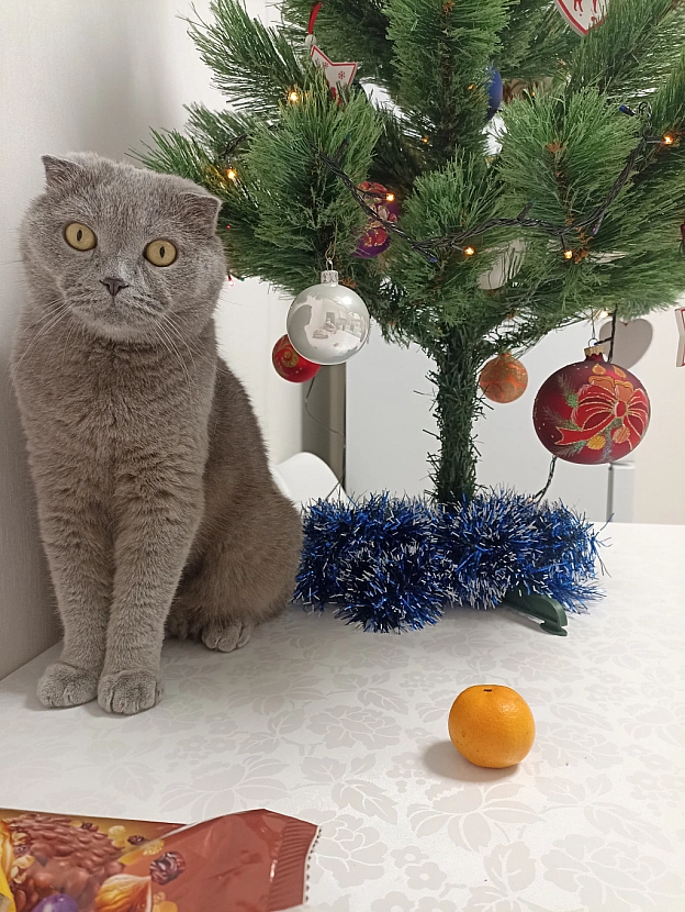 😸🎄❄️ - Sherlock Cat на we.ua