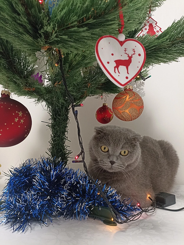 😸🎄❄️ - Sherlock Cat на we.ua