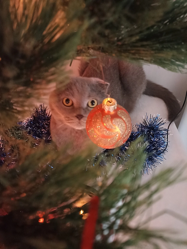 🎄❄️🐱 - Sherlock Cat на we.ua