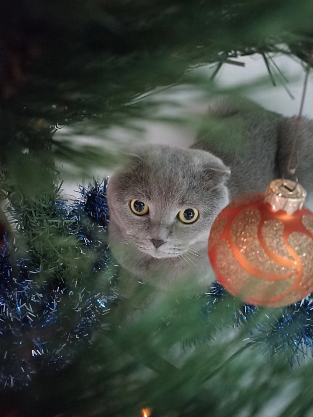 🎄❄️🐱 - Sherlock Cat на we.ua