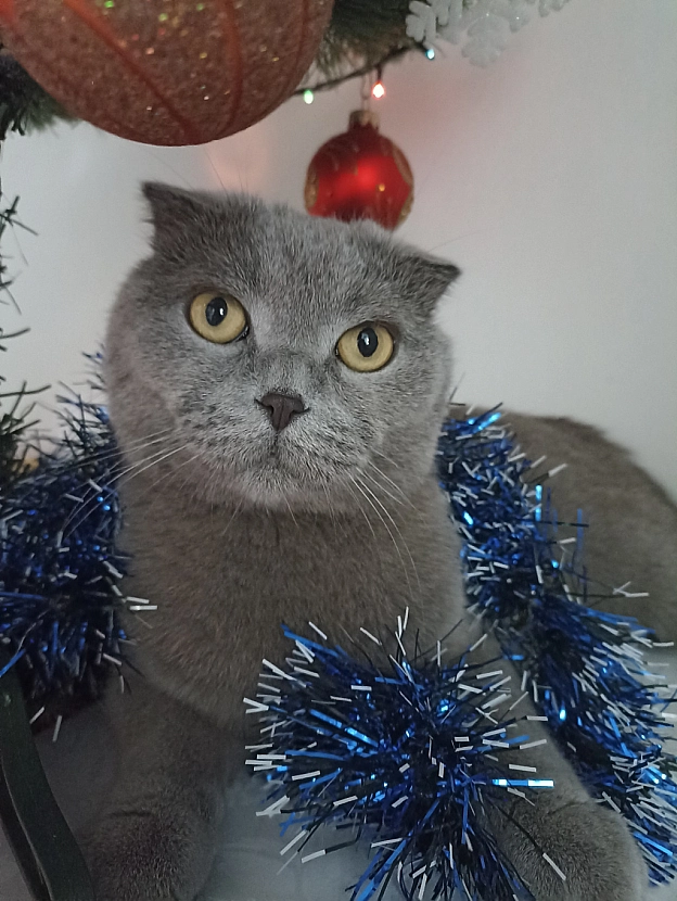 🎄❄️🐱 - Sherlock Cat на we.ua