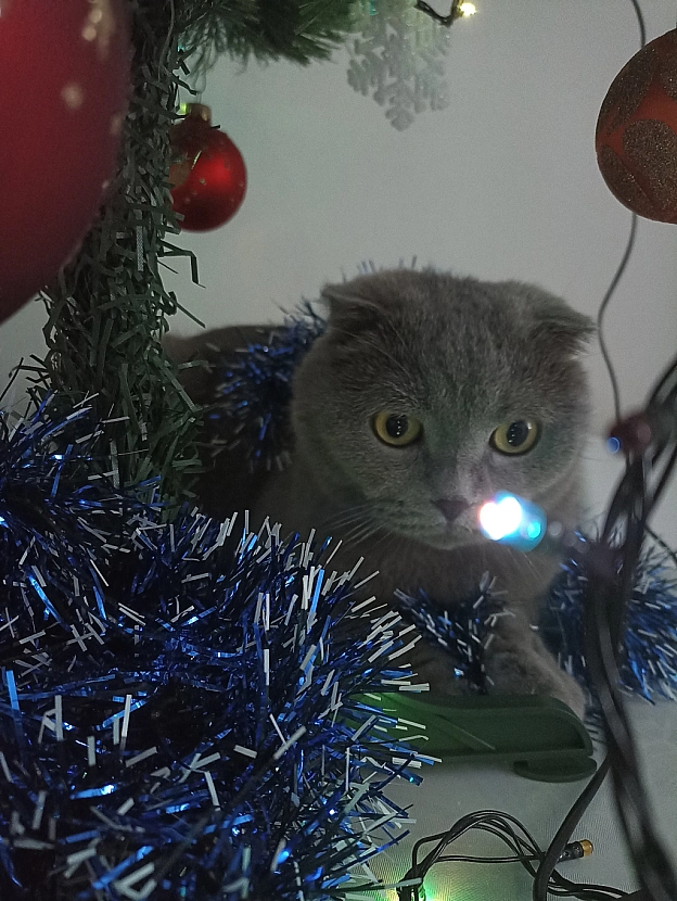 🎄❄️🐱 - Sherlock Cat на we.ua