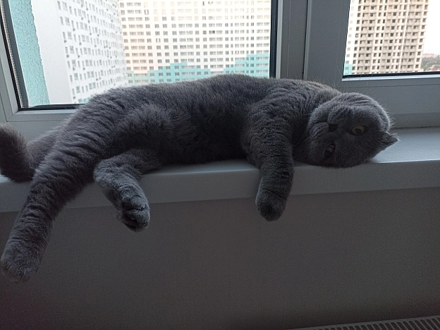 😺 - Sherlock Cat на we.ua