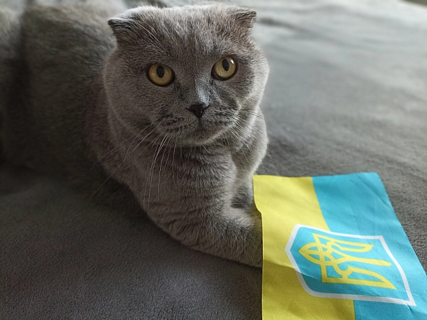 З Днем Державного Прапора України 🇺🇦 - Sherlock Cat на we.ua