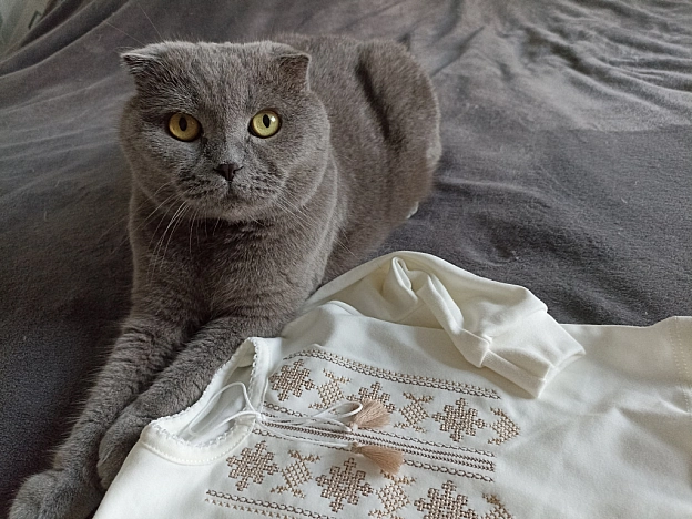 З Днем Незалежності України 🇺🇦 - Sherlock Cat на we.ua