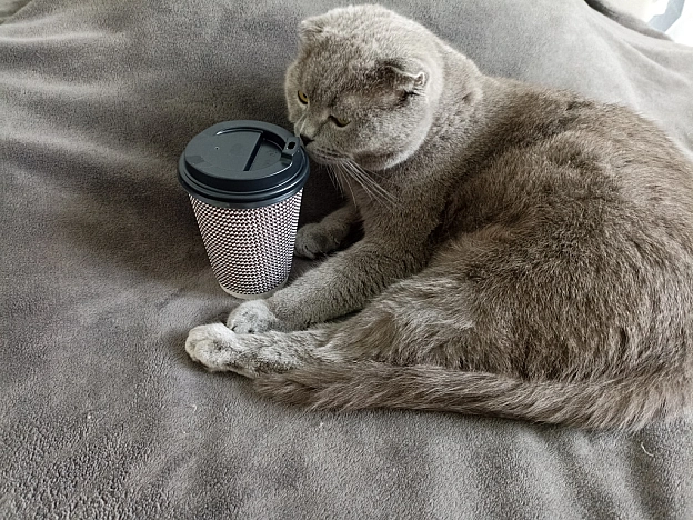 Кавуууся...мур-мур-мур - Sherlock Cat на we.ua