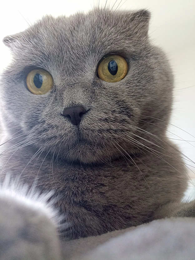 Селфі від наймилішого котика в Світі 😻 - Sherlock Cat на we.ua