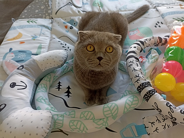 Подаруночок під'їхав 😻 - Sherlock Cat на we.ua