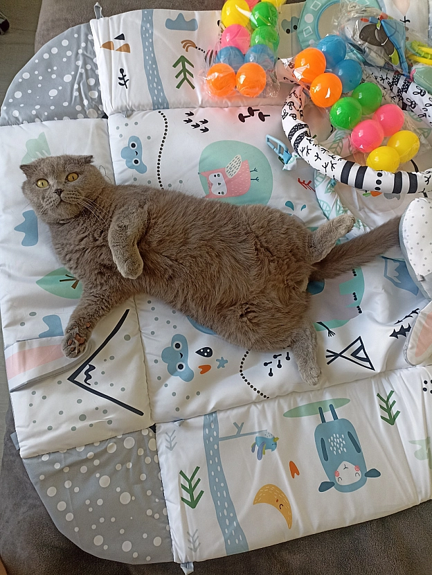 Подаруночок під'їхав 😻 - Sherlock Cat на we.ua