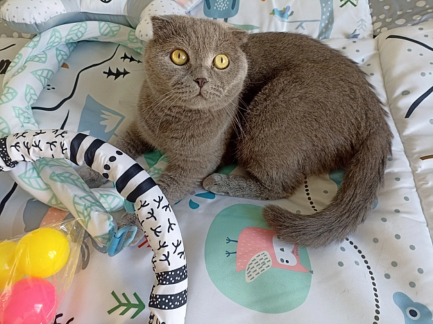 Подаруночок під'їхав 😻 - Sherlock Cat на we.ua