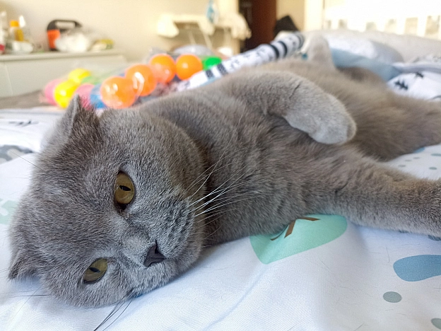 Подаруночок під'їхав 😻 - Sherlock Cat на we.ua