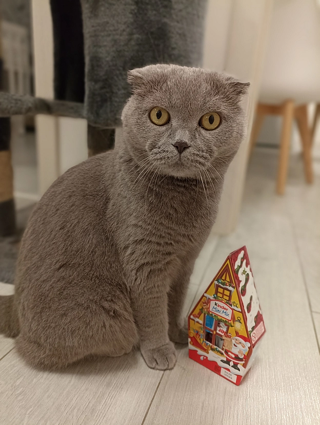 До Різдва залишилося 47 днів - Sherlock Cat на we.ua