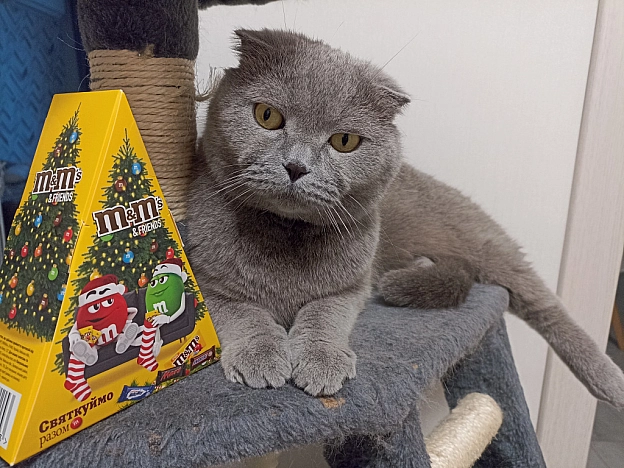 До Різдва залишилося 43 дні! - Sherlock Cat на we.ua