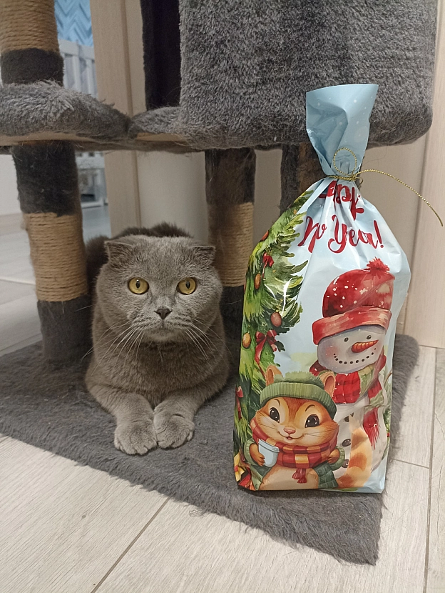 До Різдва залишилося 22 дні❄️ - Sherlock Cat на we.ua