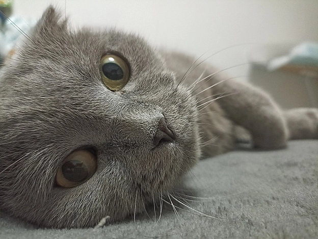 Як Ваші справи, мої котики й кицюні?! - Sherlock Cat на we.ua