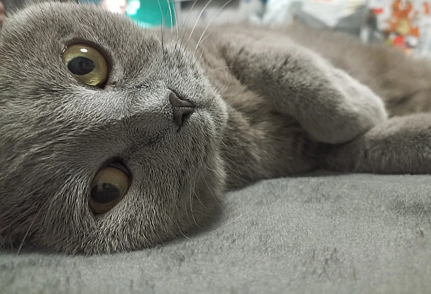 Як Ваші справи, мої котики й кицюні?! - Sherlock Cat на we.ua