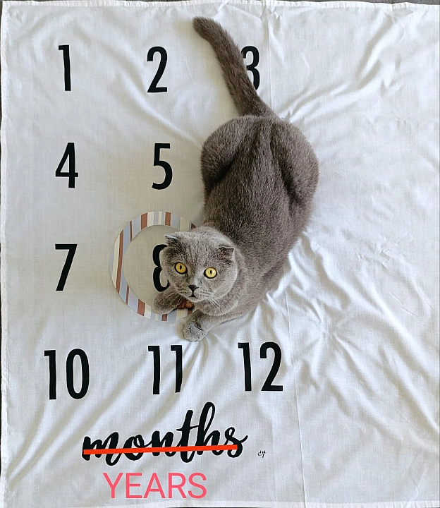 8 років - Sherlock Cat на we.ua