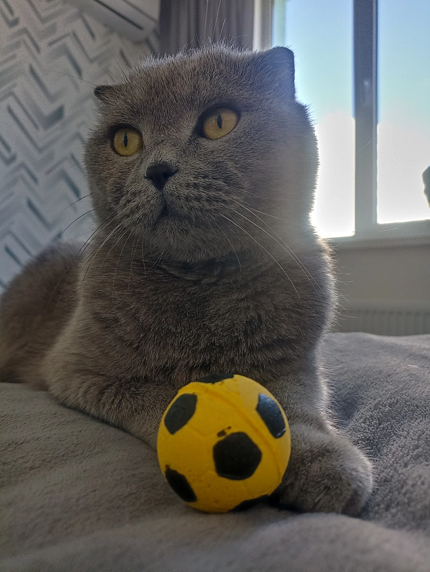 8 років - Sherlock Cat на we.ua