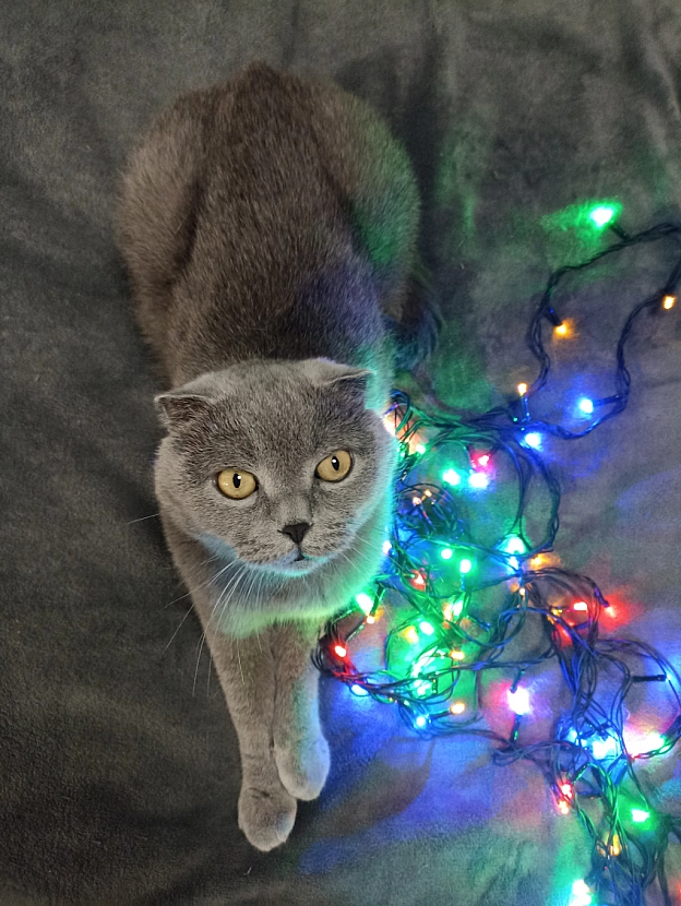 Зі Святим Вечором! - Sherlock Cat на we.ua
