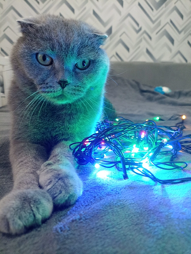 Зі Святим Вечором! - Sherlock Cat на we.ua