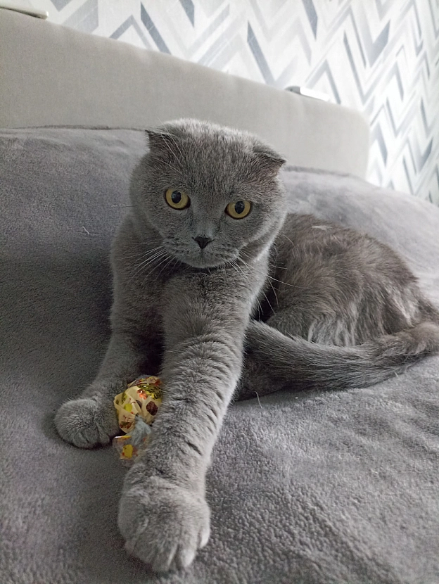 З Різдвом Христовим! - Sherlock Cat на we.ua
