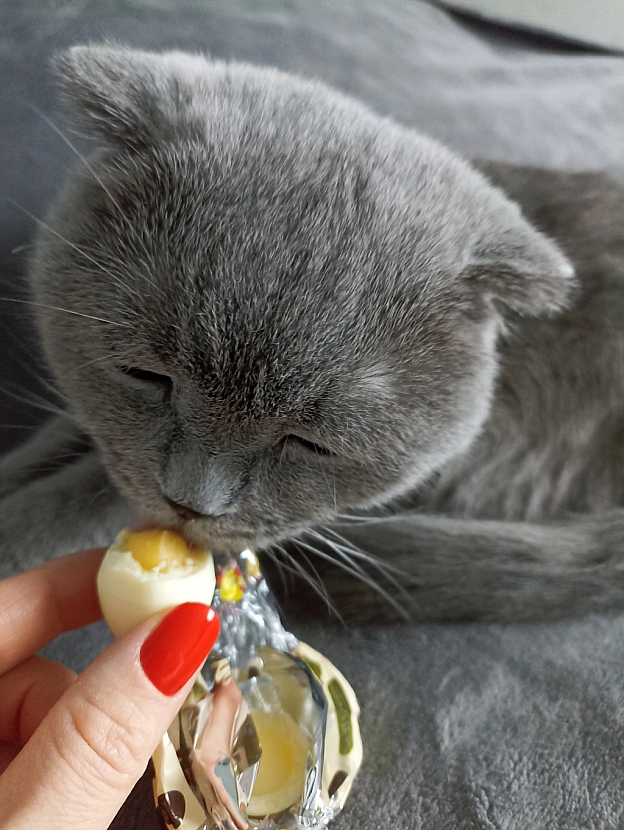 З Різдвом Христовим! - Sherlock Cat на we.ua