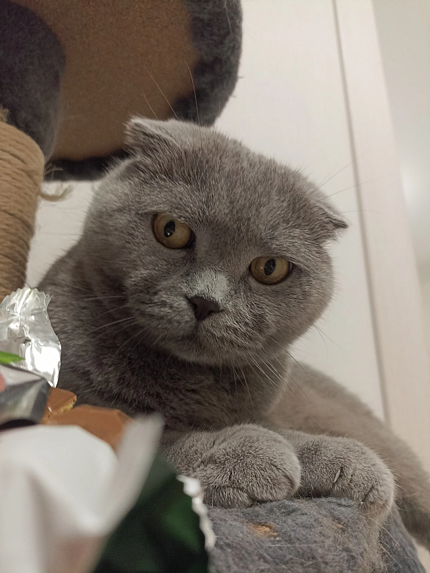 ″Смаколики″ для шкіряної - Sherlock Cat на we.ua