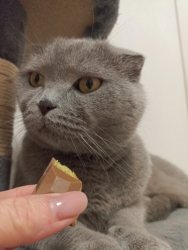 ″Смаколики″ для шкіряної - Sherlock Cat на we.ua