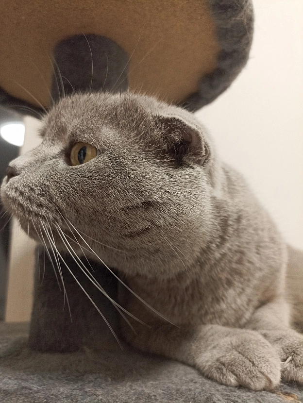 ″Смаколики″ для шкіряної - Sherlock Cat на we.ua