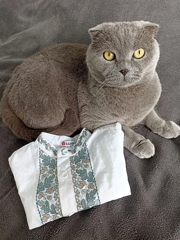 З Днем Вишиванки! - Sherlock Cat на we.ua